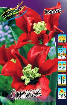 Tulipa Omnyacc